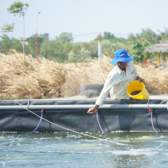 Chiến lược thúc đẩy sự thèm ăn của tôm thẻ chân trắng